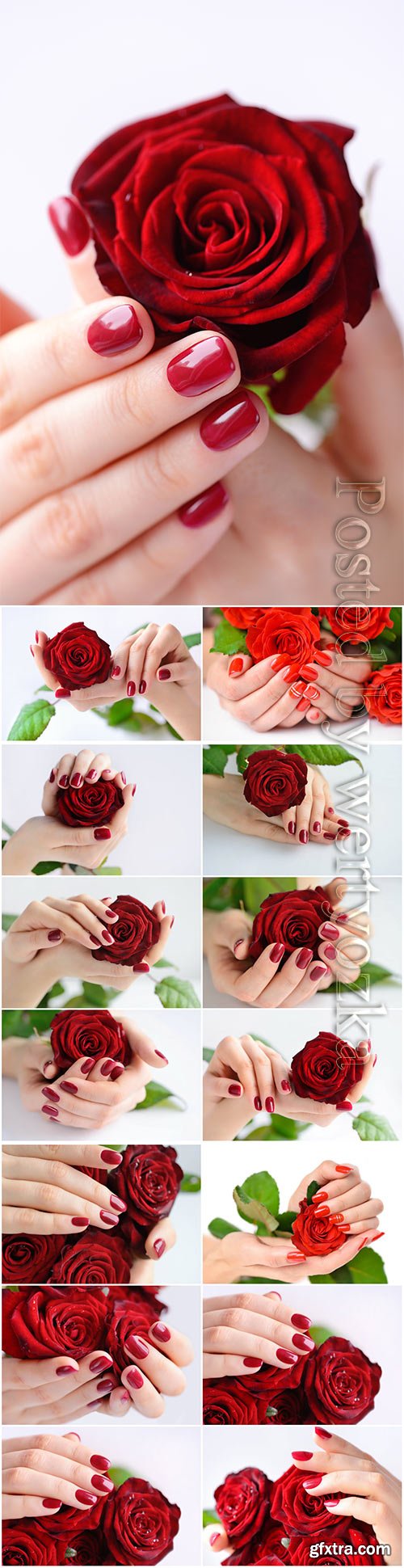 Manicure, female hands with a rose beautiful stock photo