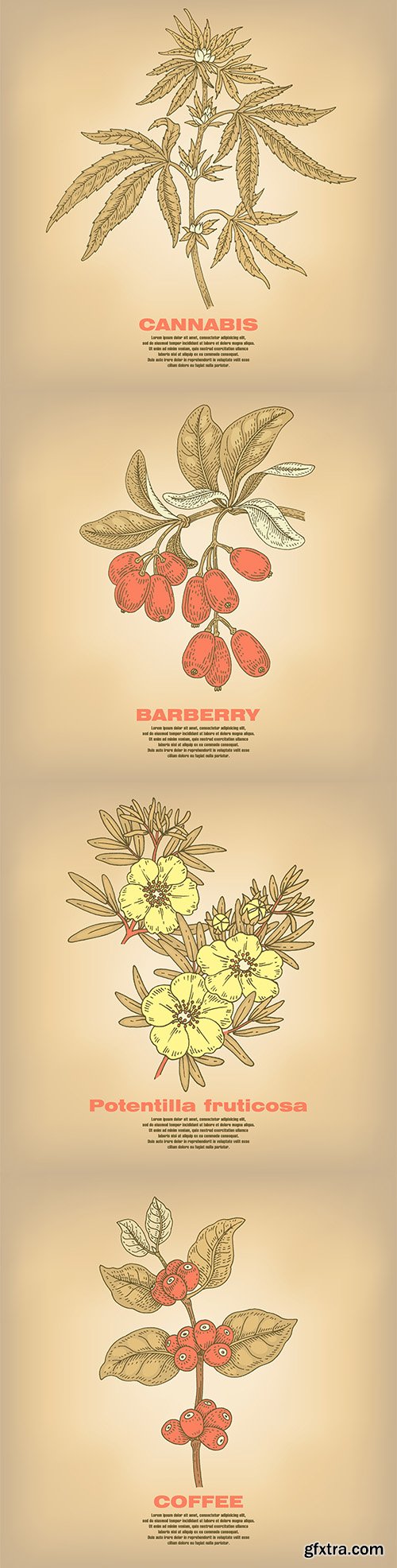 Illustrations of Medical Vector Herbs Illustrations of Medical Vector Herbs