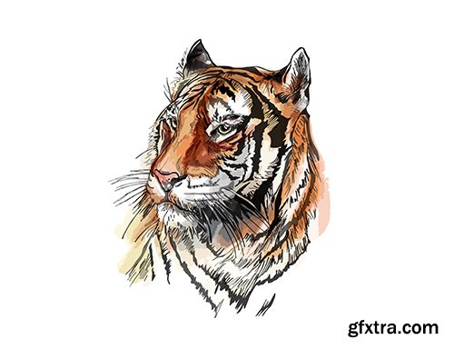 Vector Sketch Tiger Vector Sketch Tiger