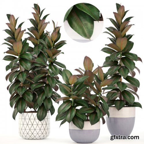 Ficus trees 02