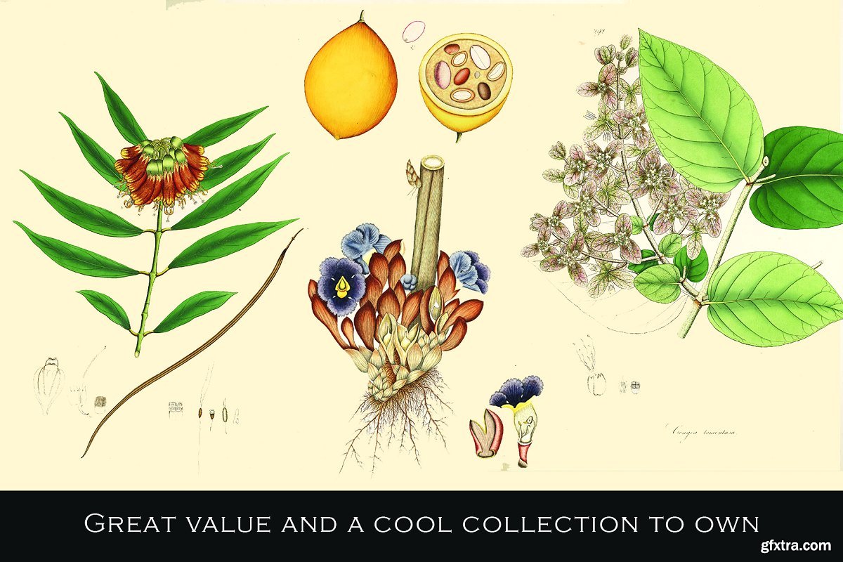 CreativeMarket - 300 Vintage Botanical Illustrations 4247680 » GFxtra