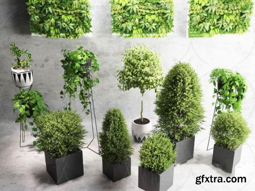 Plants collection 81