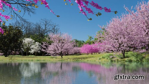 MAXTREE Plant Models Vol. 31