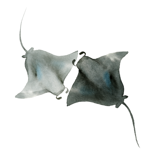 Watercolor painted manta rays transparent png - 2045254