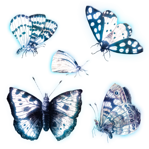 Butterfly outer glow vintage illustration set transparent png - 2254163