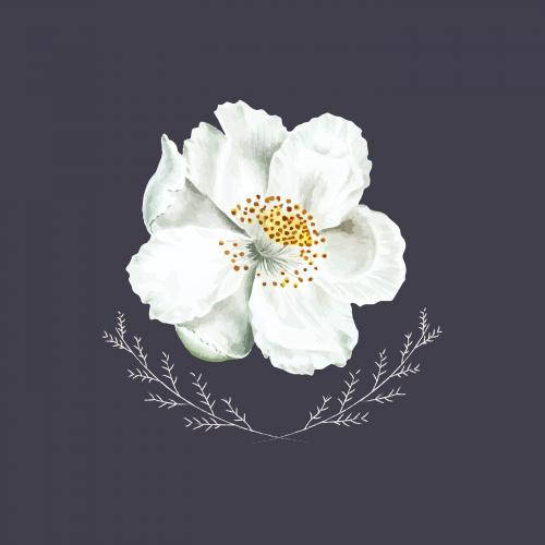 Blooming white rosehip flower vector - 1227256