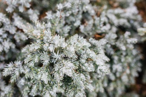 Frozen pine branches background - 2255806