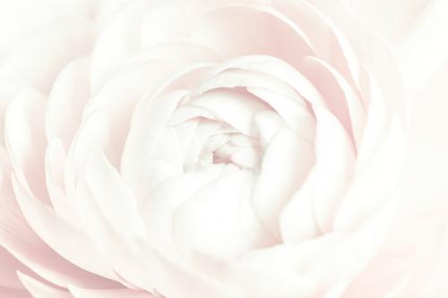 White ranunculus flower macro photography - 2279024
