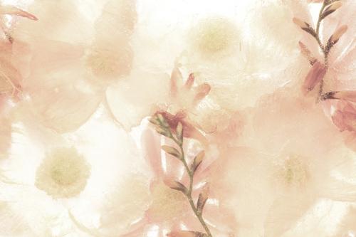 Beige anemone flower background - 2279827