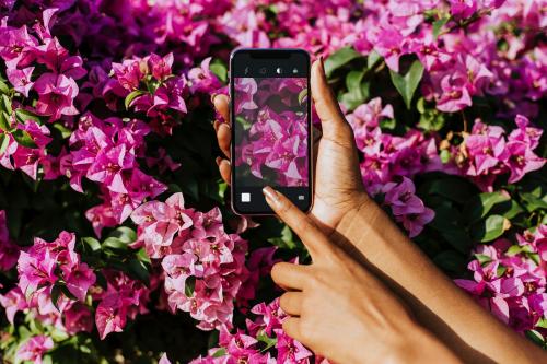 Black woman capturing a photo of pink bougainvillea - 560824