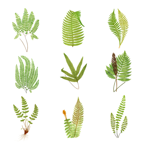 Set of fern leaves transparent png - 2096207
