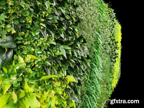 Maxtree - Plant Models Vol 10