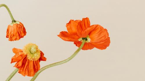 Close up of red poppy flowers wallpaper - 2315559
