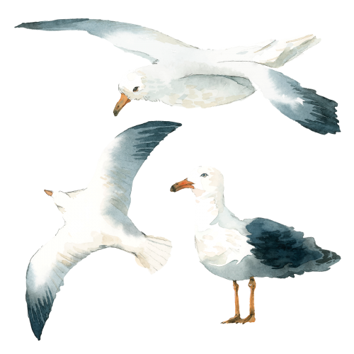 Watercolor painted seagull transparent png - 2097688
