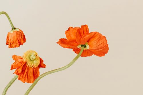 Close up of red poppy flowers wallpaper - 2273573