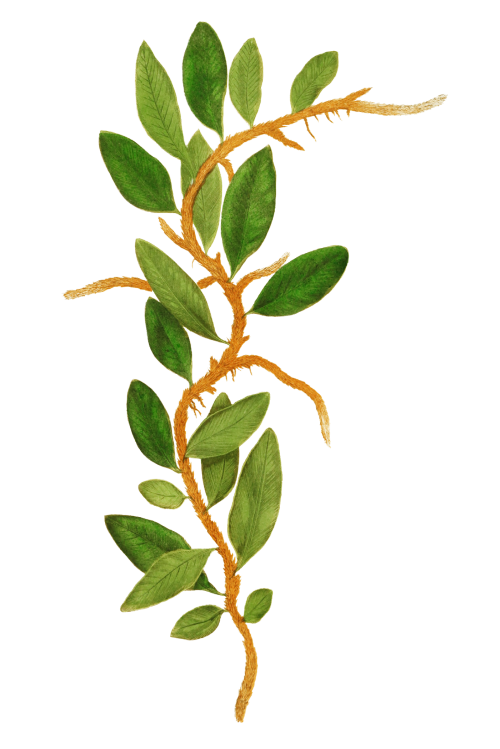 Polypodium Owariense fern leaf illustration transparent png - 2095669