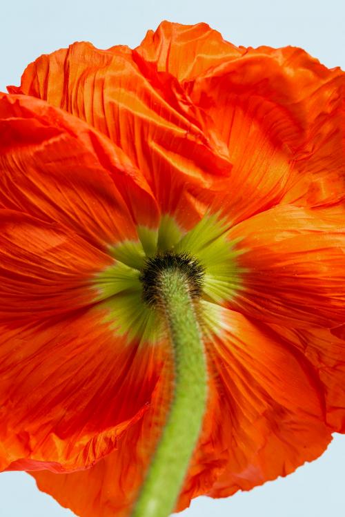 Close up of red poppy flower - 2276367
