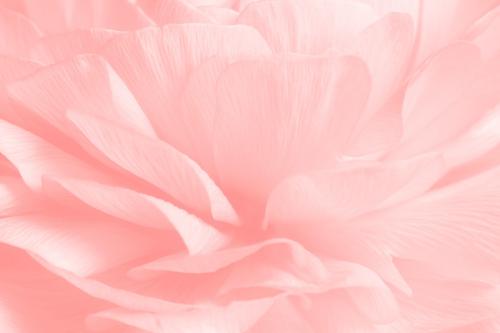 Pink ranunculus flower macro photography - 2278258