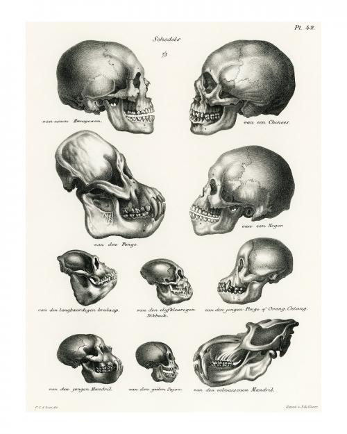 Human monkey and ape skulls vintage illustration wall art print and poster design remix from original artwork. - 2267417