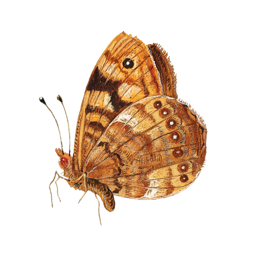 Vintage moth illustration transparent png - 2229921
