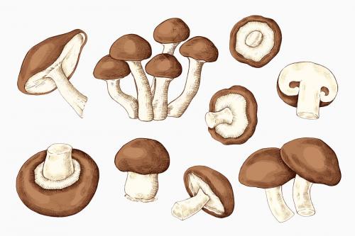 Fresh organic mushroom collection vector - 1209055