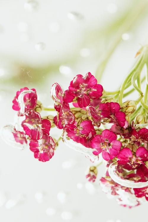 Pink yarrow flowers in water - 2271178
