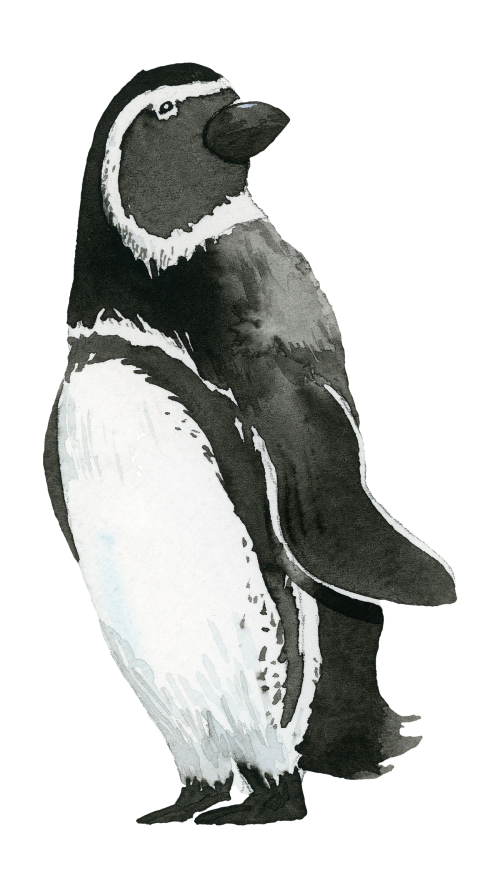 Watercolor painted penguin transparent png - 2045289