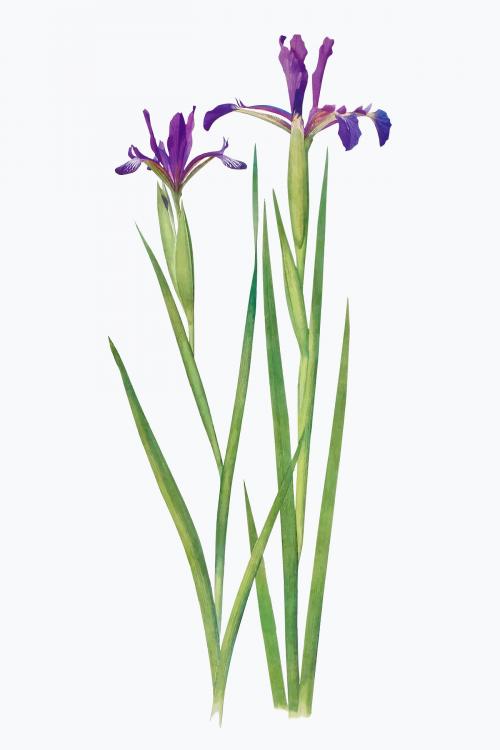 Vintage Iris flower illustration vector - 2100295
