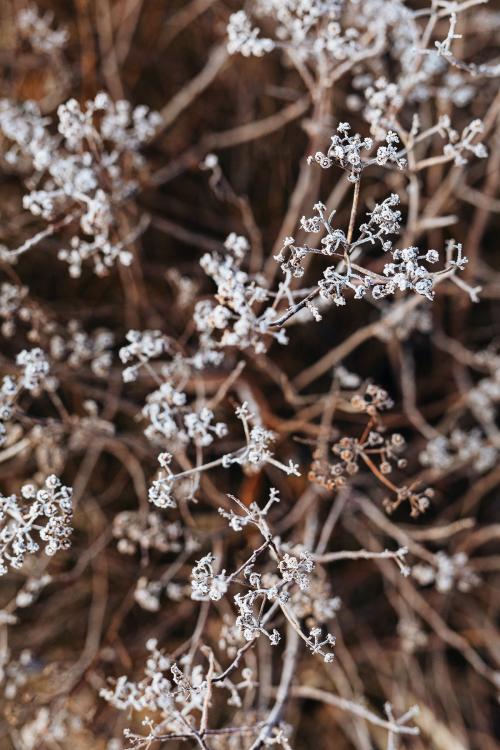 Frosty wildflower buds in winter textured background - 2255407