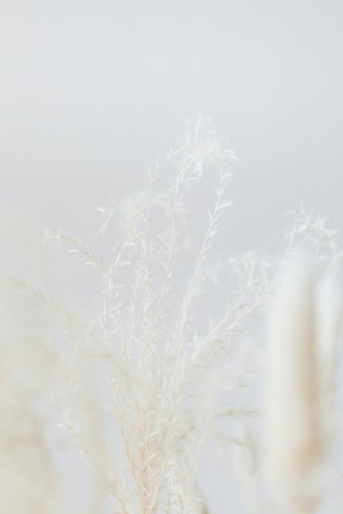 Dried Bunny Tail grass on a light background - 2255468