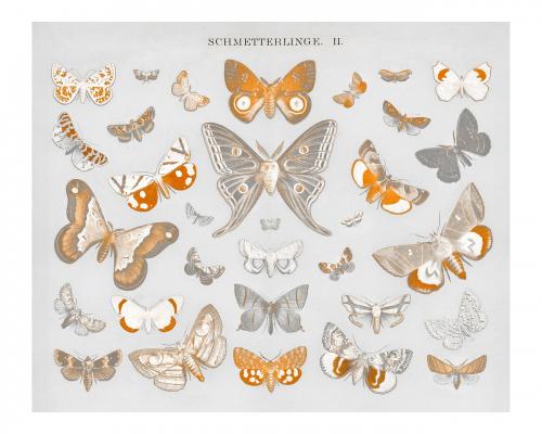 Vintage butterfly and moth illustration wall art print and poster. Remix from original artwork. - 2265737