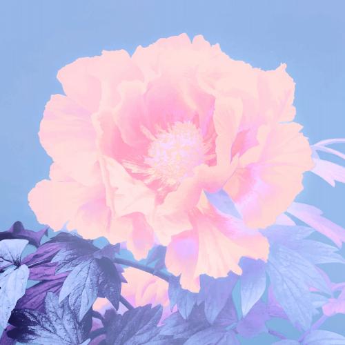 Neon peony vintage vector artwork, remix from orginal photography. - 2271397