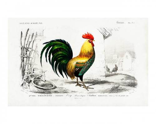 Cock vintage illustrated by Charles Dessalines D' Orbigny. Digitally enhanced by rawpixel. - 2267461