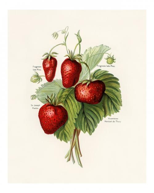 Strawberries vintage illustration wall art print and poster design remix from the original artwork. - 2267463