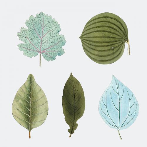 Various blue and green leaves set vector - 2094423