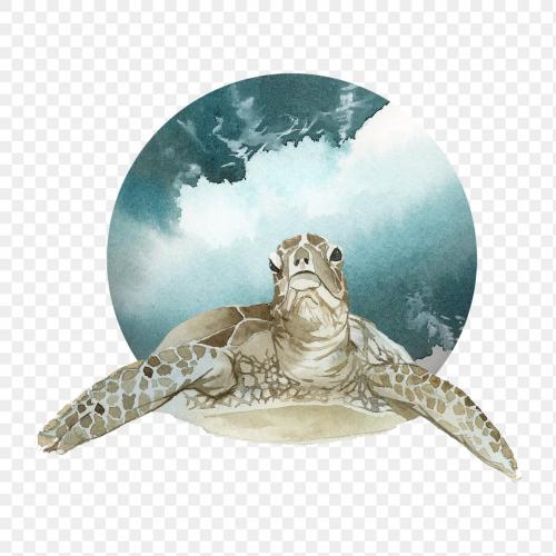 Watercolor painted turtle in a green badge transparent png - 2045257