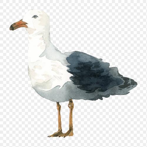 Watercolor painted seagull transparent png - 2045297