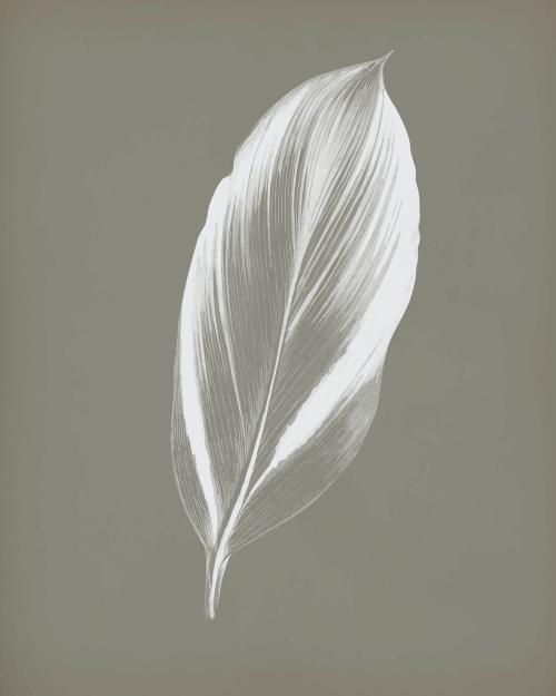 Dracaena Recina, succulent tropical leaf vintage vector, remix from original artwork of Benjamin Fawcett. - 2267562