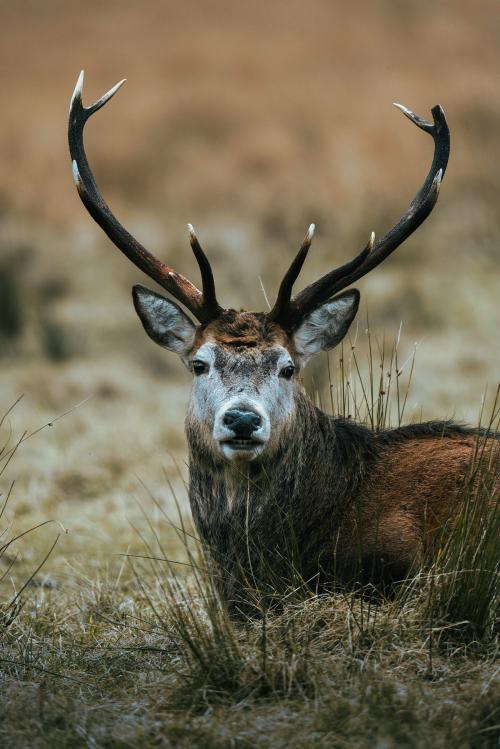 Wild deer with beautiful large antlers - 2097764