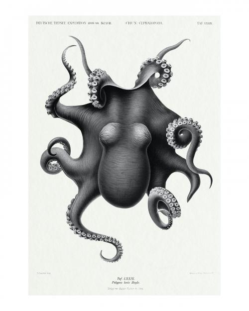 Vintage octopus illustration wall art print and poster. Remix from original painting by Carl Chun. - 2265714