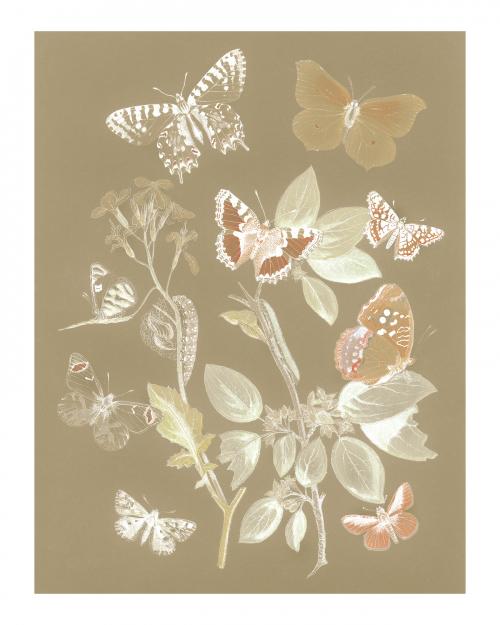 Vintage butterflies and moths illustration wall art print and poster design remix from original artwork. - 2265733