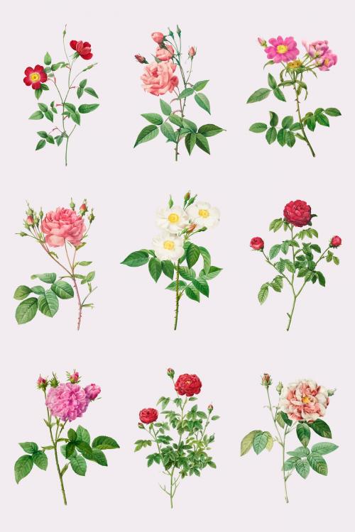 Vintage rose flower vector collection - 2228848