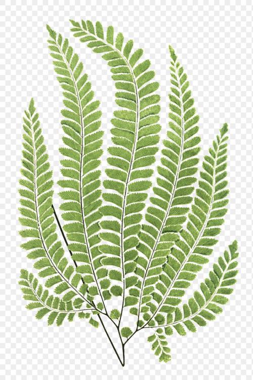 Adiantum Pubescens fern leaf illustration transparent png - 2095474
