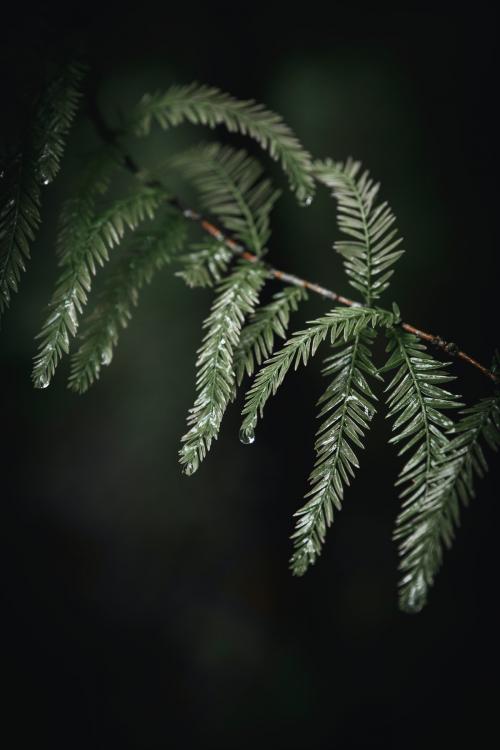 Green leaves on a branch - 2047662