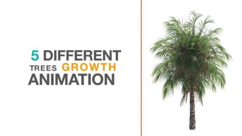 Videohive - Growth Trees