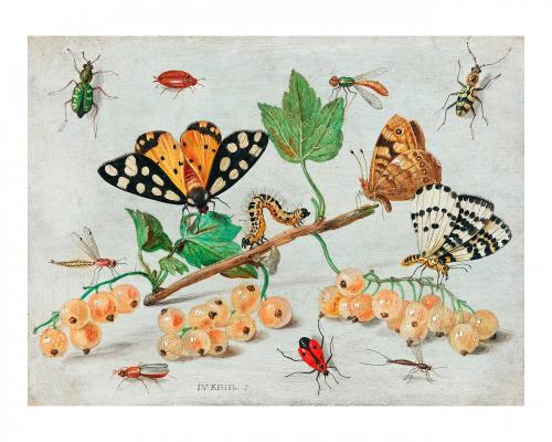 Vintage Insects and Fruits illustration wall art print and poster. - 2266664