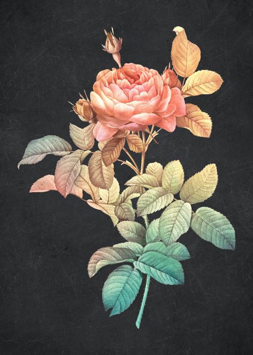 Rose vintage wall art print poster design remix from original artwork by Pierre-Joseph Redouté. - 2274367