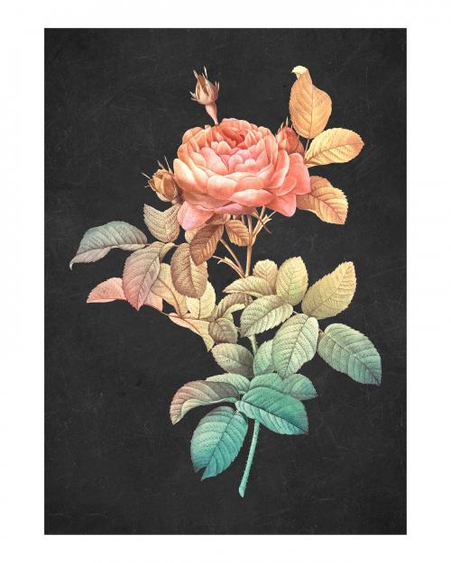 Rose vintage wall art print poster design remix from original artwork by Pierre-Joseph Redouté. - 2274413