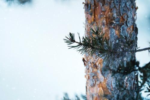 Pine branches in a snowy day background - 1229771