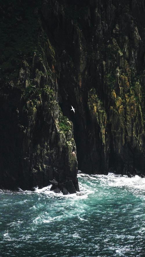 Gannet flying near the cliff at Isle of Skye, Scotland mobile phone wallpaper - 1233394